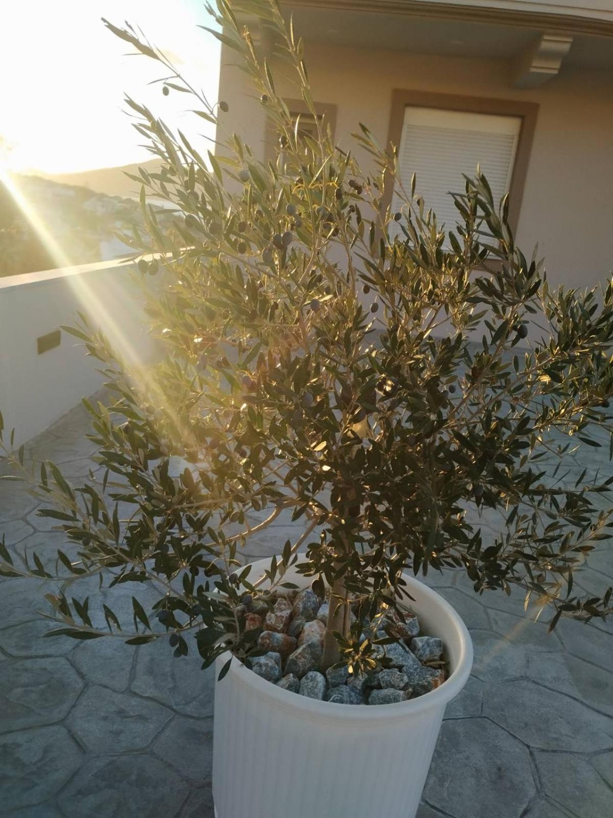 Katelia'S Apartments Almiropótamos 客房 照片